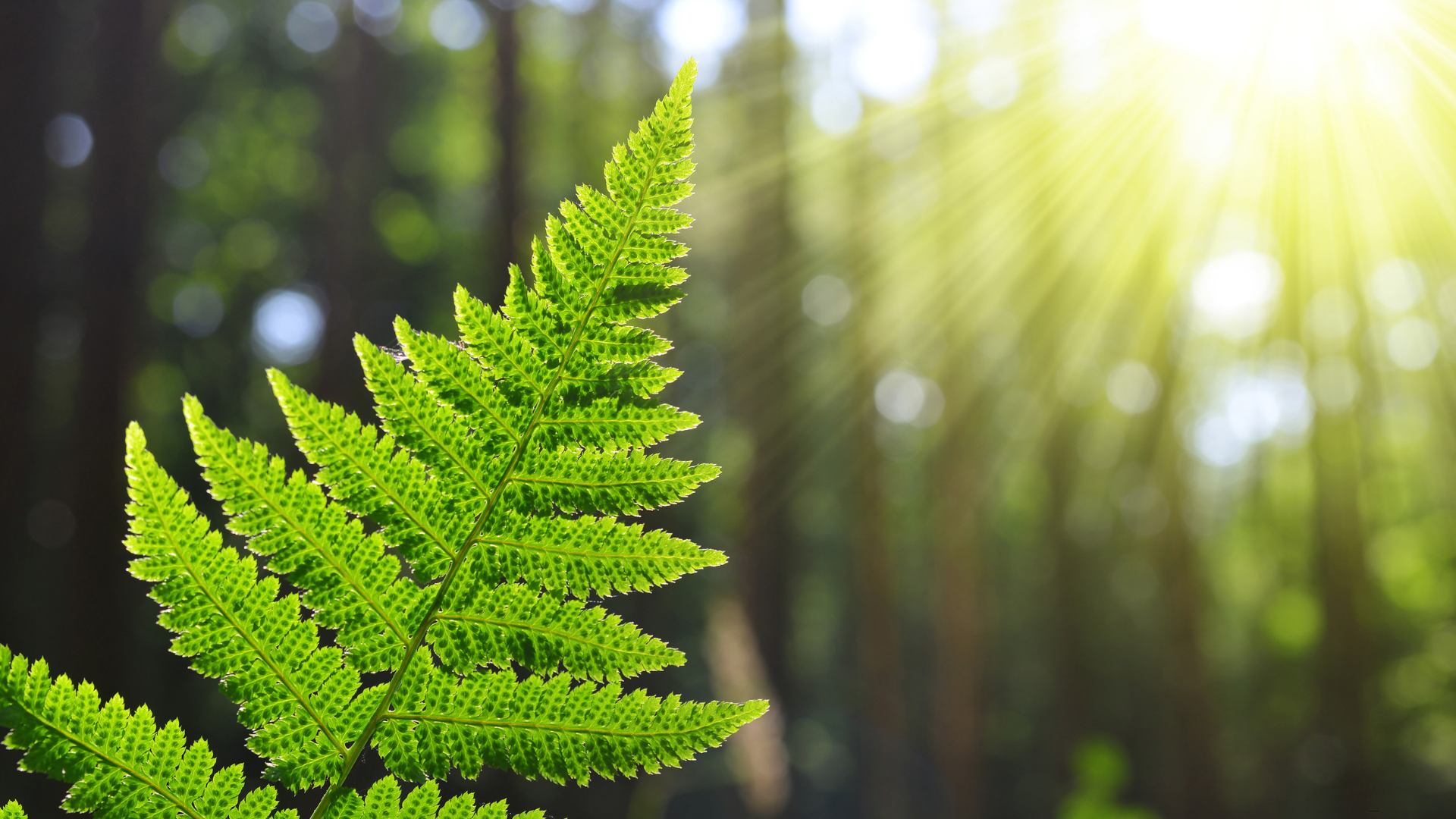 Natuurlijk bij Nienke voor Training en Groei